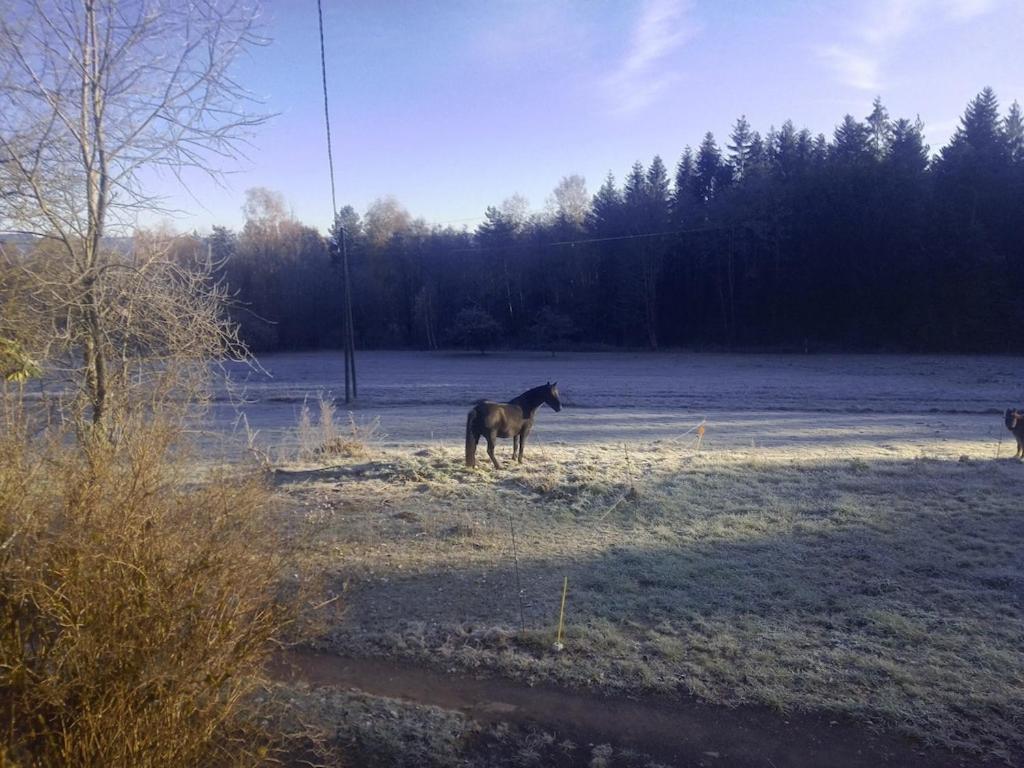 Vosges House 110 M2 In The Heart Of Nature L'oree Du Bois Holiday home